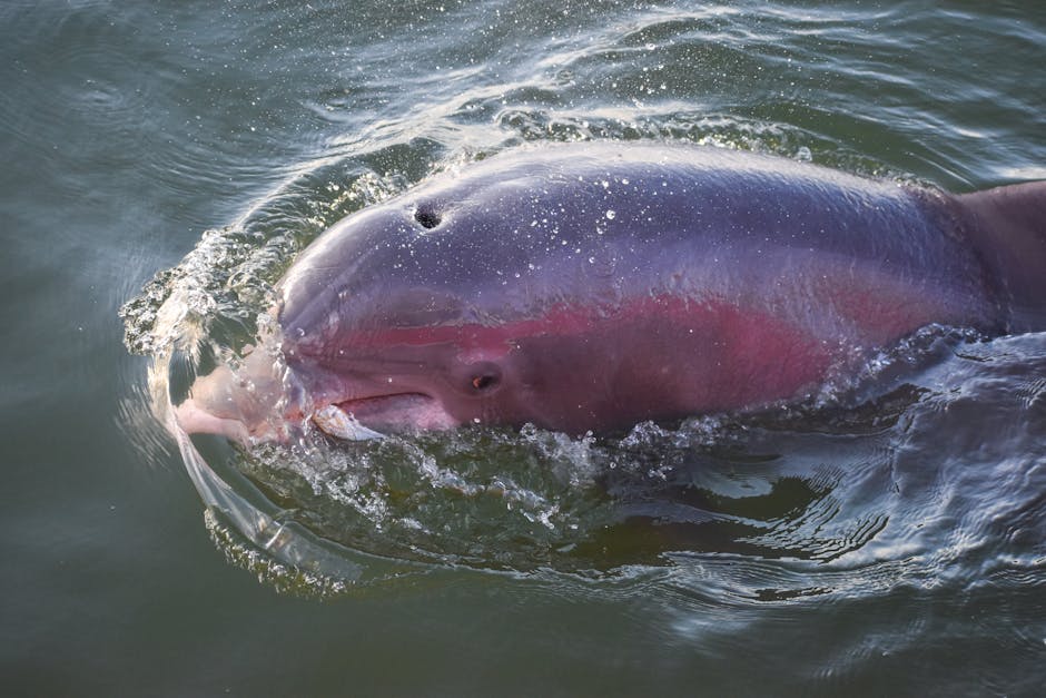 Boto resgate Macapá