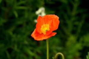 macaco-prego Fulgêncio