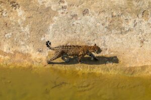 onça-parda avistada em Poranga