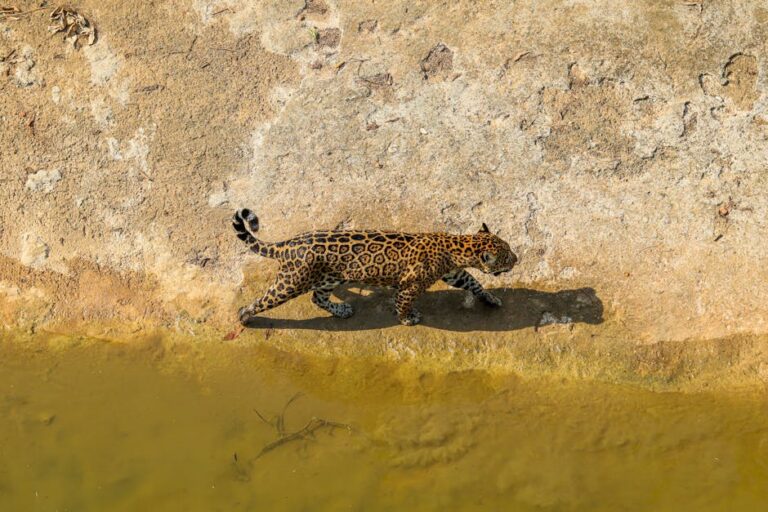 onça-parda avistada em Poranga