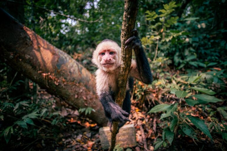 onça-pintada nascimento