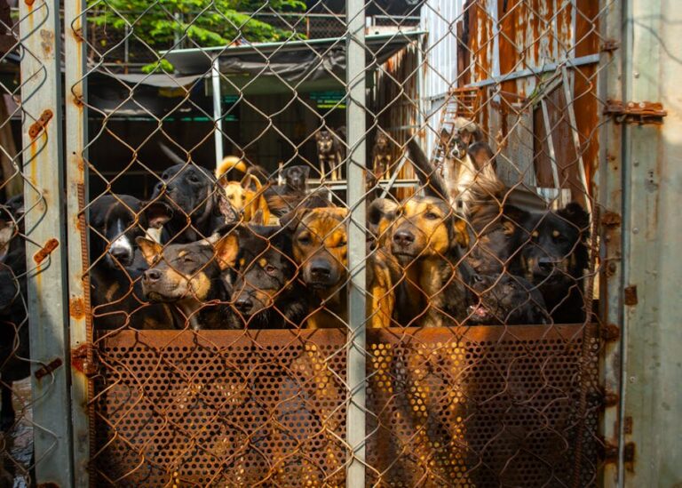 Cão Orelha investigação