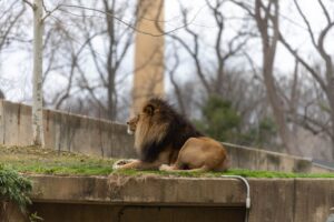 Zoológico de Fortaleza reabertura