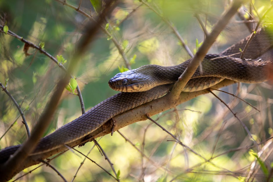 Jiboia invade casa em Sorriso