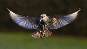 colisão com pássaro durante decolagem