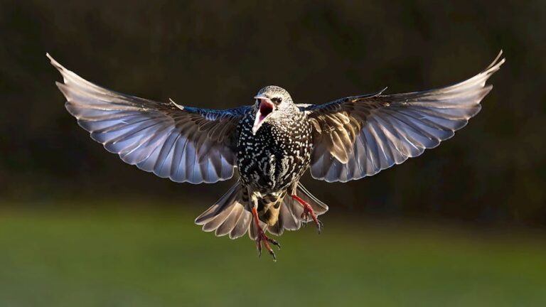 colisão com pássaro durante decolagem