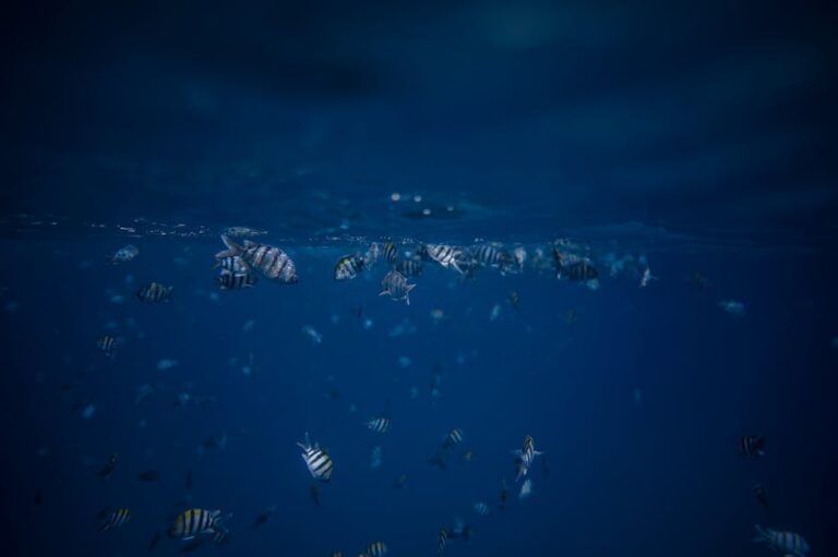 The Pout-Pout Fish animação