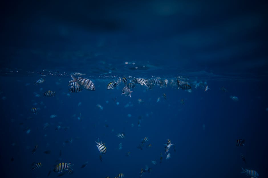 The Pout-Pout Fish animação