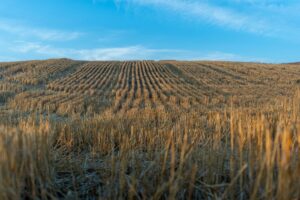 preço feijão carioca