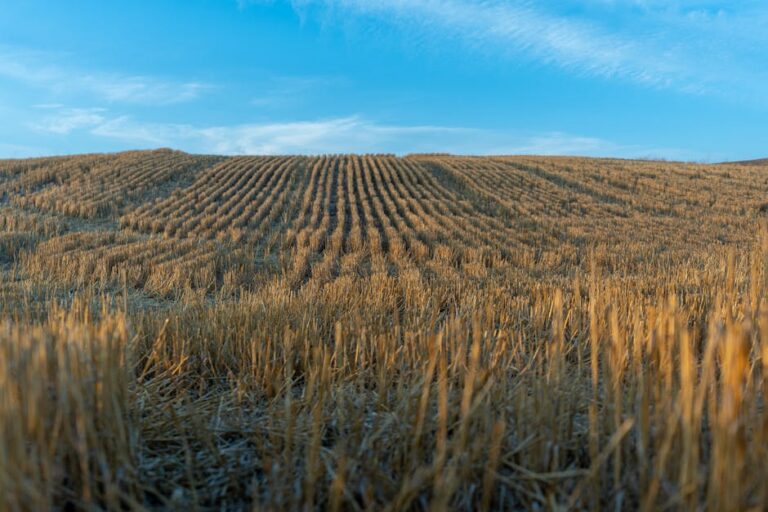 preço feijão carioca