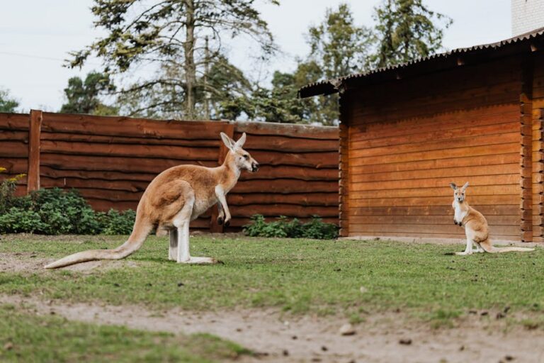 Cangurus vermelhos no Zoológico de São Paulo