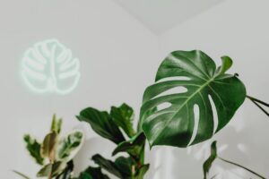 Plantas amazônicas em projeto paisagístico