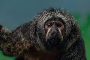 Onça-pintada comportamento