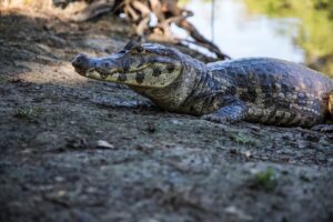 Animais do Pantanal e seu impacto no clima