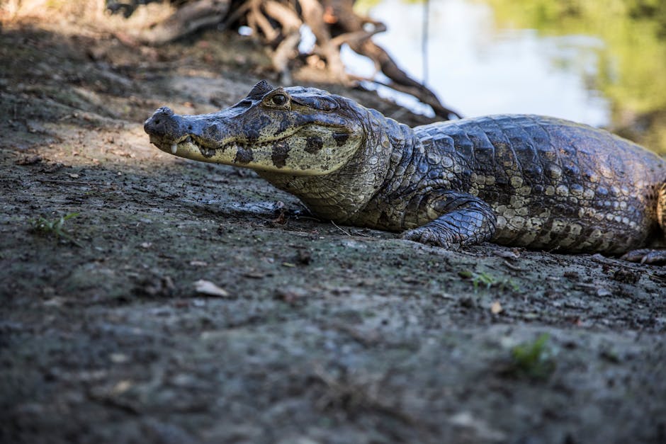 Animais do Pantanal e seu impacto no clima