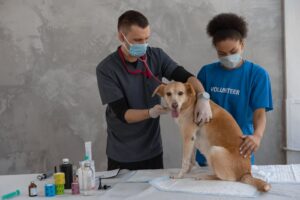 Cachorro pé de galinha