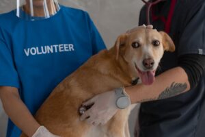 sinais de ansiedade de separação em pets
