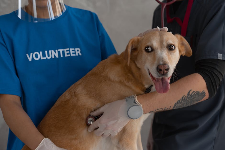 sinais de ansiedade de separação em pets