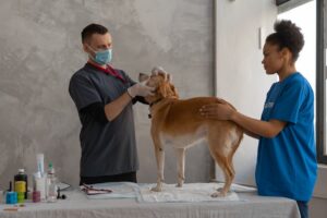 Belém Animal vacinação e adoção