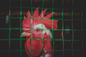 gripe aviária Brasil