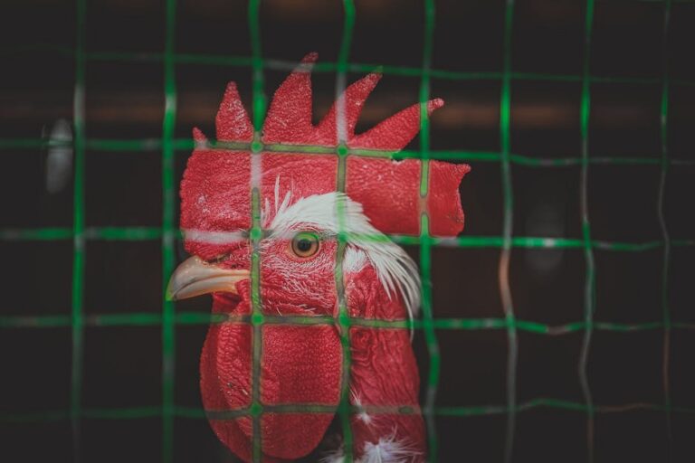 gripe aviária Brasil