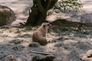 Tamanduá-bandeira resgate