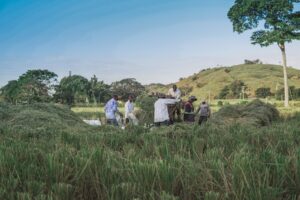 Cacau afrodisíaco e suas propriedades