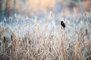 Polícia Militar Ambiental aves silvestres