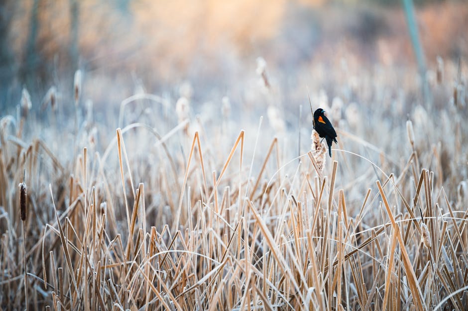 Polícia Militar Ambiental aves silvestres