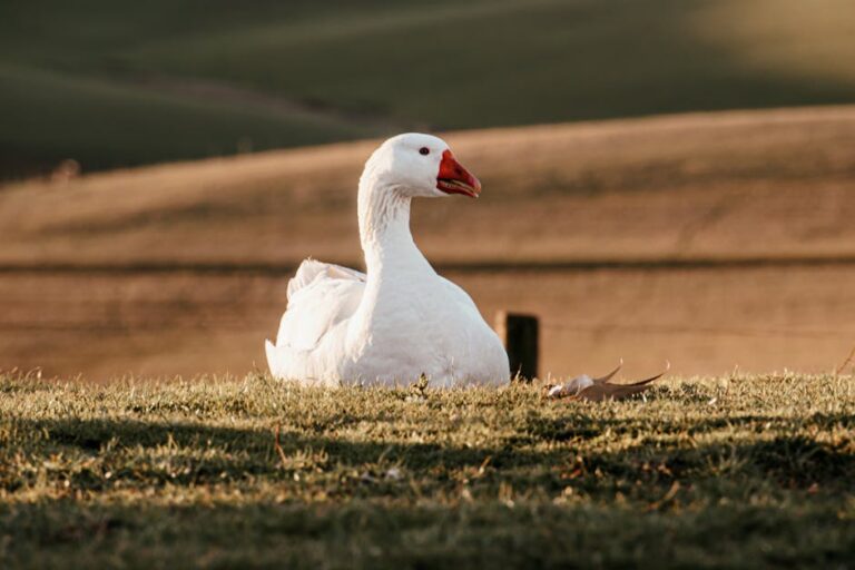 Produção foie gras e seus impactos legais no Brasil