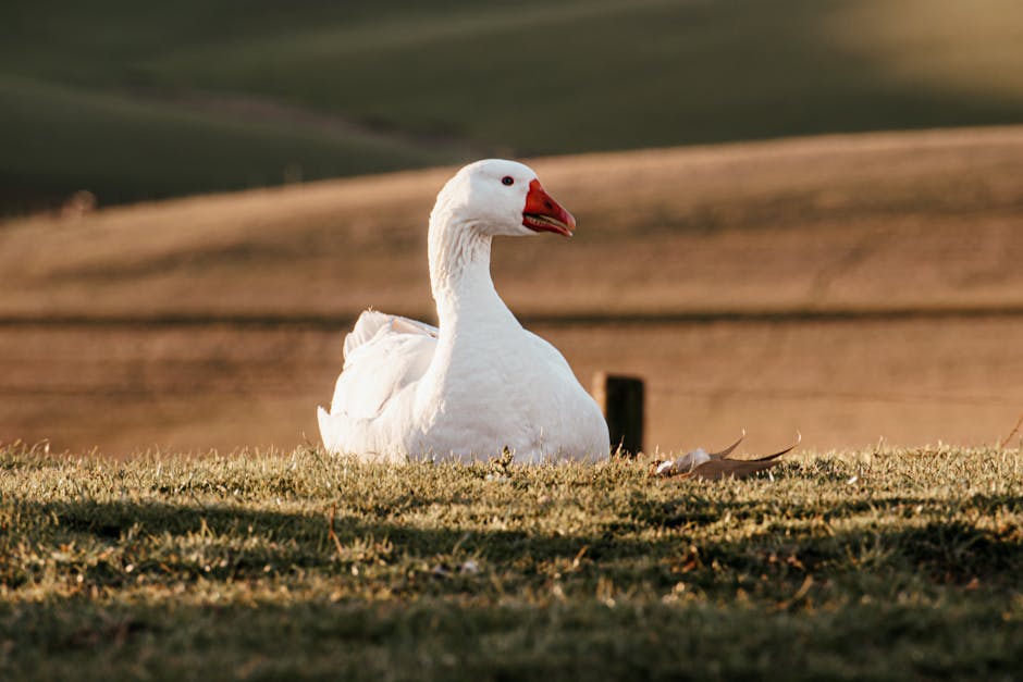 Produção foie gras e seus impactos legais no Brasil