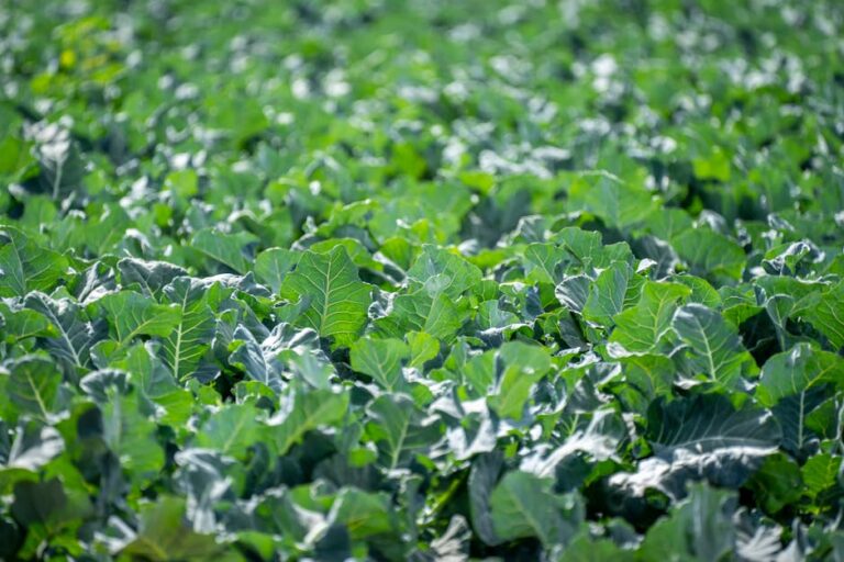 Giliard Prúcoli plantas comestíveis