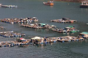 Perdas na produção de ostras em Santa Catarina