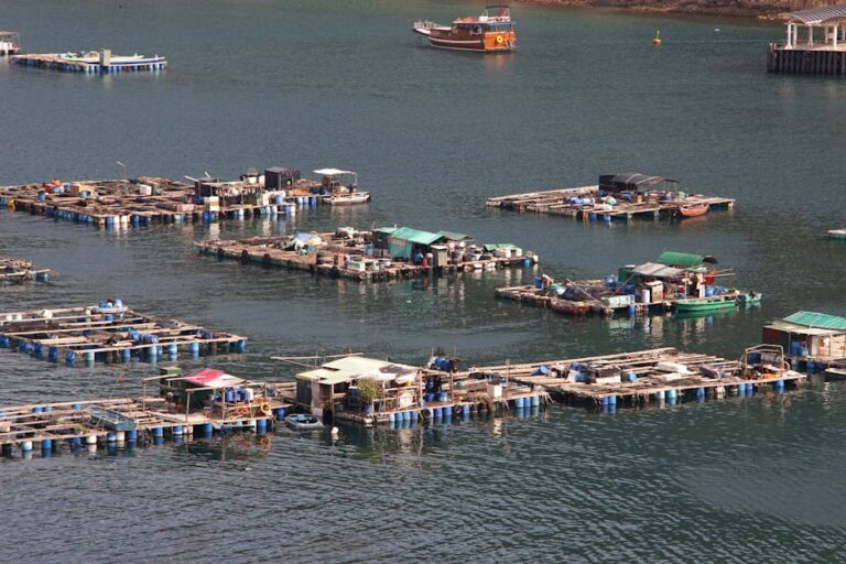 Perdas na produção de ostras em Santa Catarina