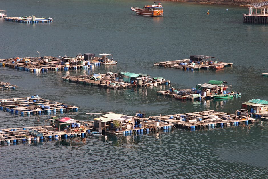 Perdas na produção de ostras em Santa Catarina