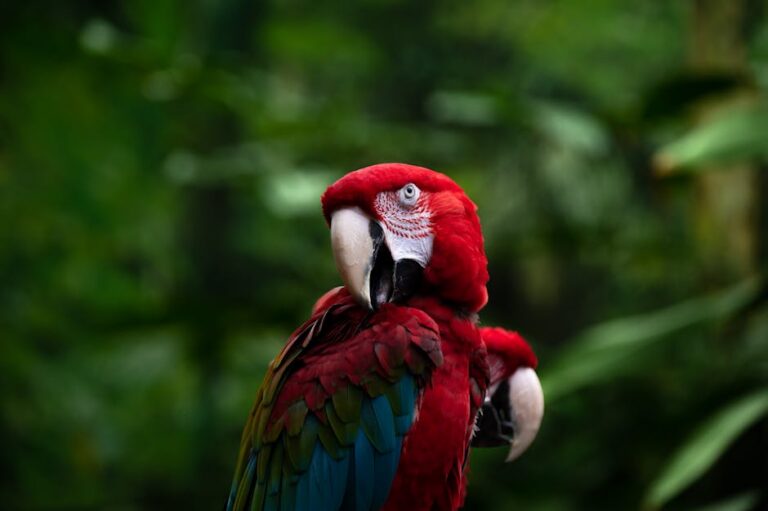 As Amazônias espetáculo com Aíla, Djuena Tikuna e Patrícia Bastos