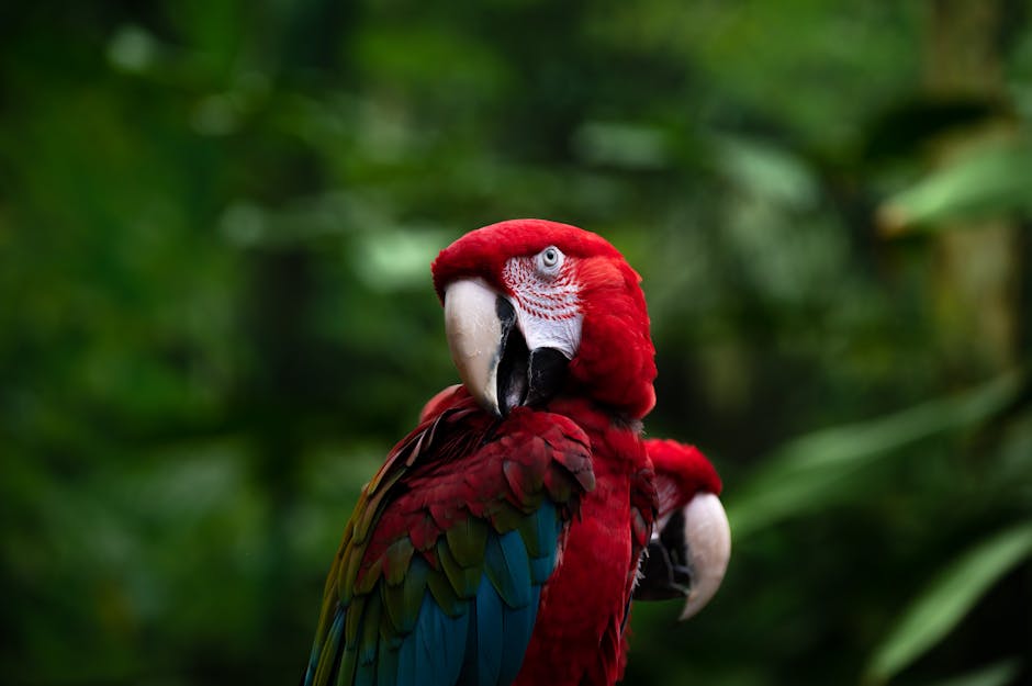 As Amazônias espetáculo com Aíla, Djuena Tikuna e Patrícia Bastos
