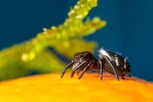 pacote com tarântulas