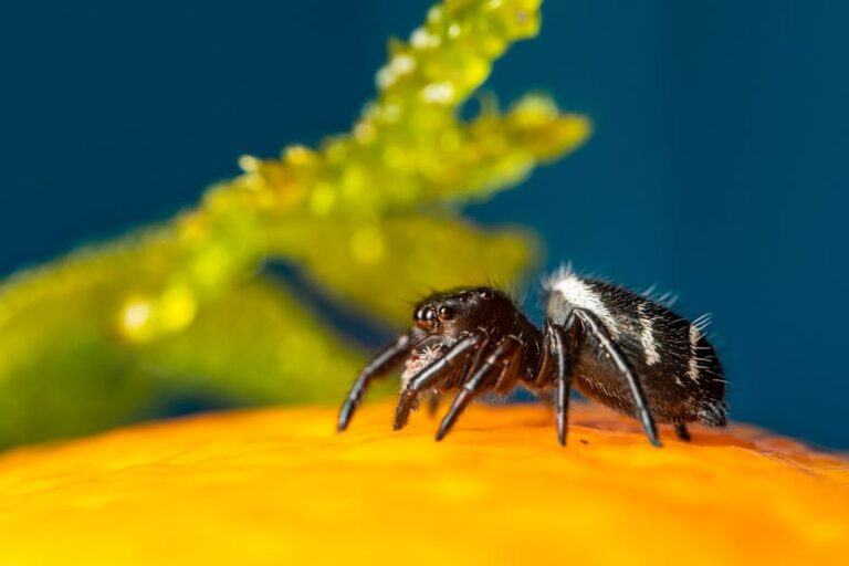 pacote com tarântulas