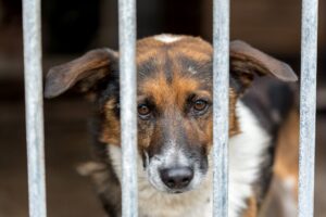 Cães resgatados no Reino Unido