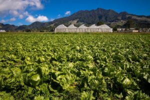 Couros vegetais comestíveis feitos de frutas