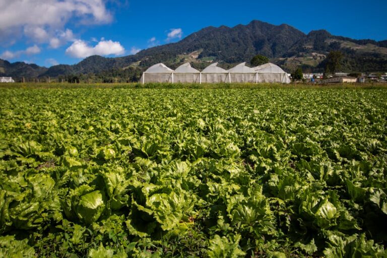 Couros vegetais comestíveis feitos de frutas