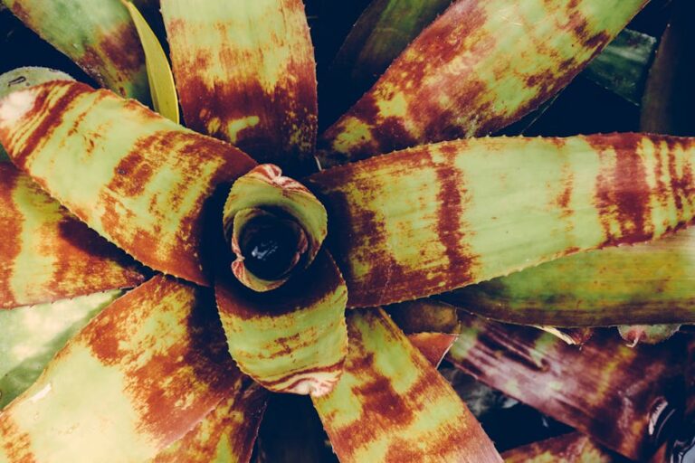 Bromélia rústica comestível gravatá