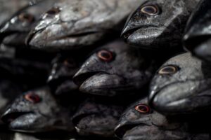 Semana do Pescado no Pará