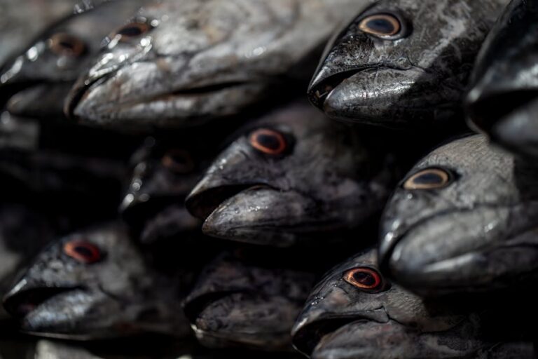 Semana do Pescado no Pará