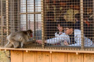 Criadouro de macacos-prego em Xanxerê