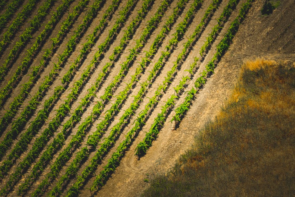 Frutas brasileiras ranking