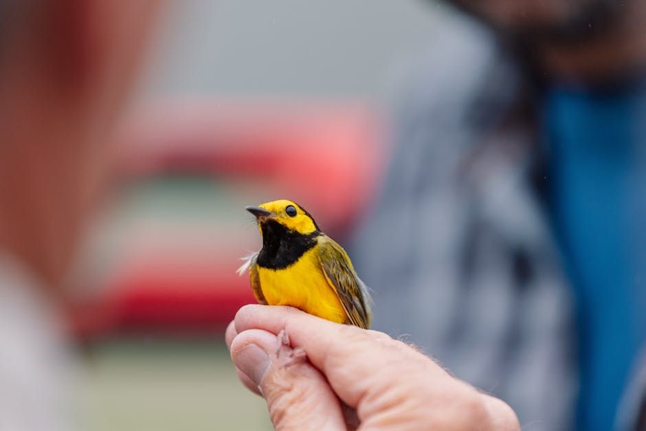 argentino ave silvestre