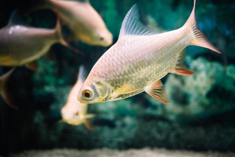 Pirarucu Fujona em quarentena