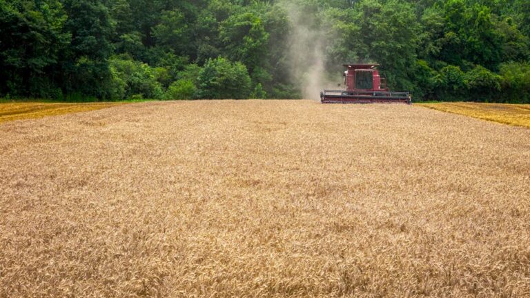 exportação de soja Brasil